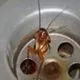 شركة رش صراصير بجدة